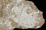 Ordovician Bryozoans (Chasmatopora) Plate - Estonia #73468-2